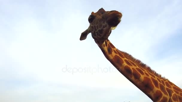 Afrika'da zürafa — Stok video