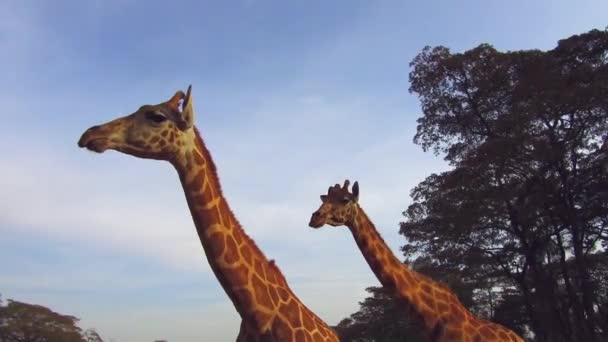 Par de girafas em savana na áfrica — Vídeo de Stock