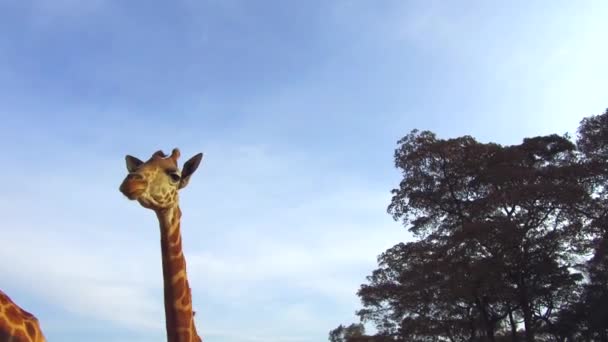 Par de girafas em savana na áfrica — Vídeo de Stock