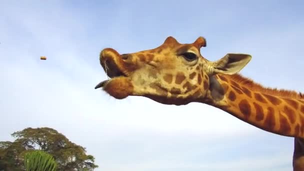 Giraffe fängt Futter in Afrika — Stockvideo