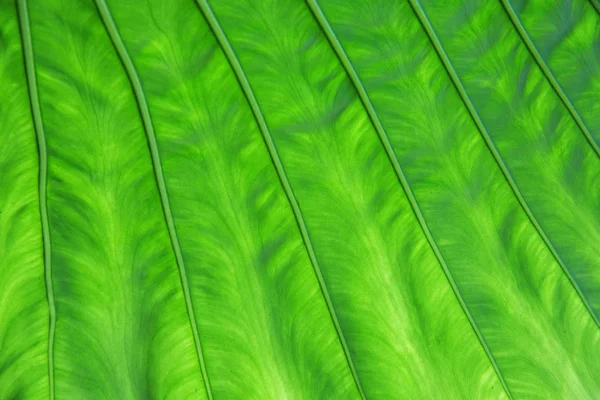 Textura verde da folha da palmeira — Fotografia de Stock