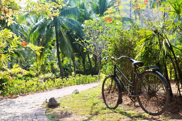 Велосипед припаркован и тропа в экзотическом летнем парке — стоковое фото