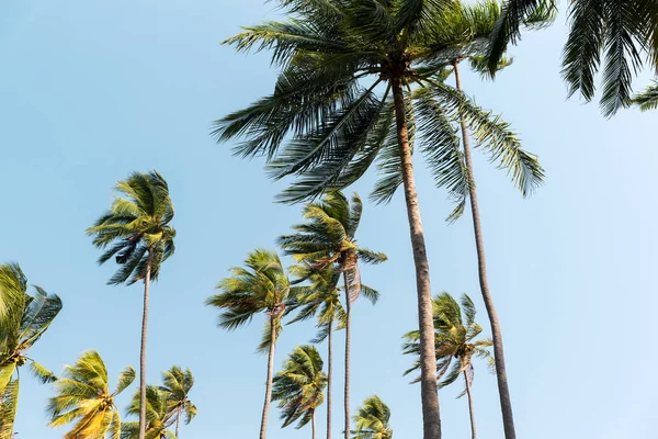 Green palm trees ove blue sky — Stock Photo, Image