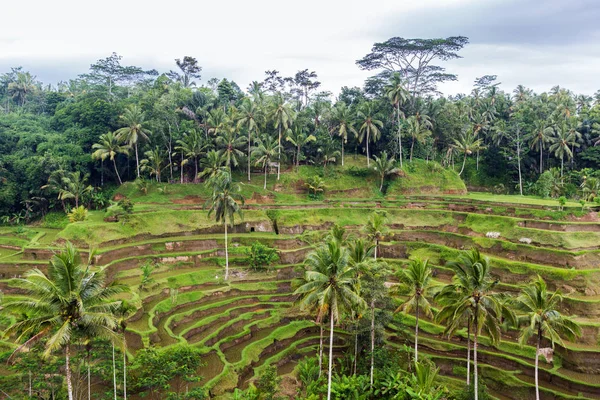 Plantage rijstvelden over Sri Lanka — Stockfoto