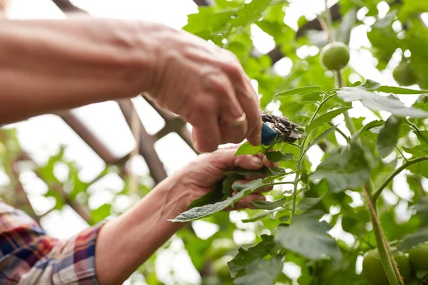 Agricultor sénior com tesouras de jardim em estufa agrícola — Fotografia de Stock