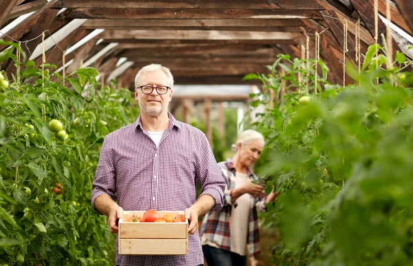 Old couple with box of tomatoes at farm greenhouse — Stock Photo, Image