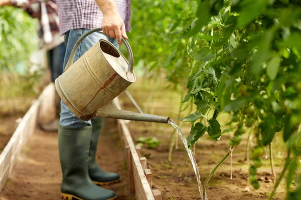 Senior man met gieter op boerderij broeikasgassen — Stockfoto