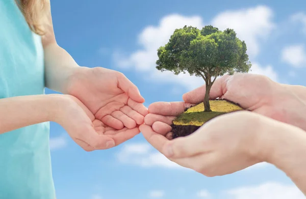 Close up of father and girl hands with oak tree — Stock Photo, Image