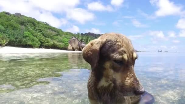 Hund im Meer oder indischem Meerwasser auf den Seychellen — Stockvideo