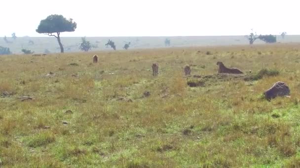 Guepardos e hiena en la sabana de África — Vídeo de stock