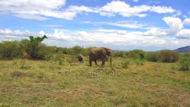 Слон с ребенком или теленок в саванне в Африке — стоковое видео