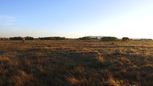 Groep van Olifanten kalf in de savanne in Afrika — Stockvideo