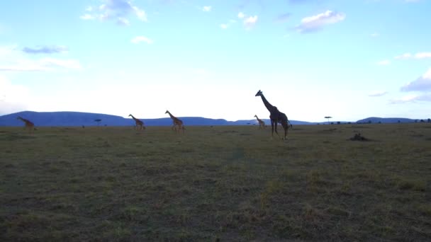 Grupo de jirafas caminando a lo largo de la sabana en África — Vídeos de Stock