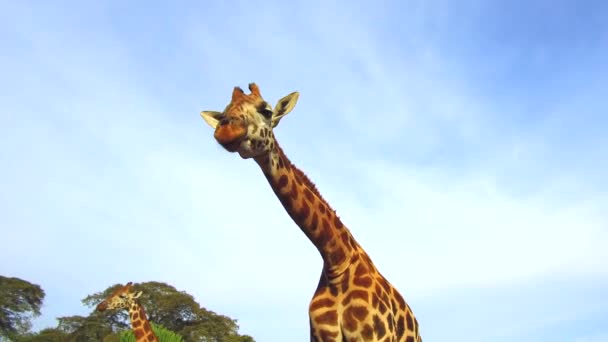 Par de girafas em savana na áfrica — Vídeo de Stock