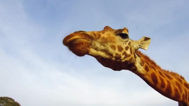 Giraffe fängt Futter in Afrika — Stockvideo