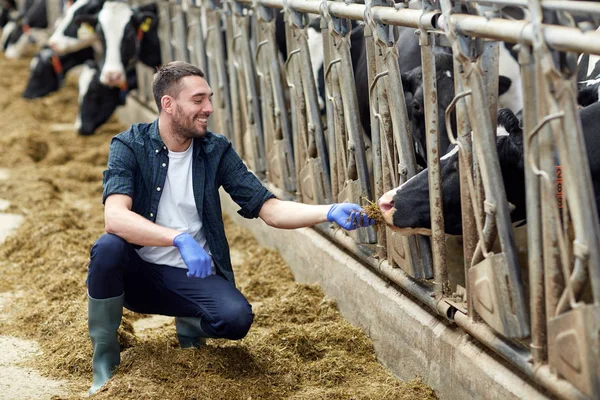 Mann füttert Kühe in Kuhstall auf Milchviehbetrieb mit Heu — Stockfoto