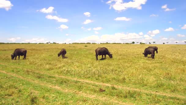 Buffalo bulls gazing in savanna at africa — Stock Video