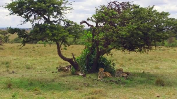 Cheetahs lying under tree in savanna at africa — Stock Video