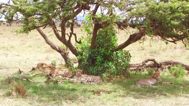 Gepardy leżącego pod drzewem w sawanny w Afryce — Wideo stockowe