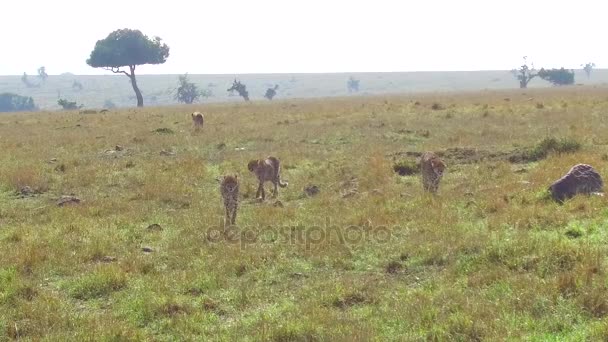 Cheeta's en hyena in de savanne in Afrika — Stockvideo