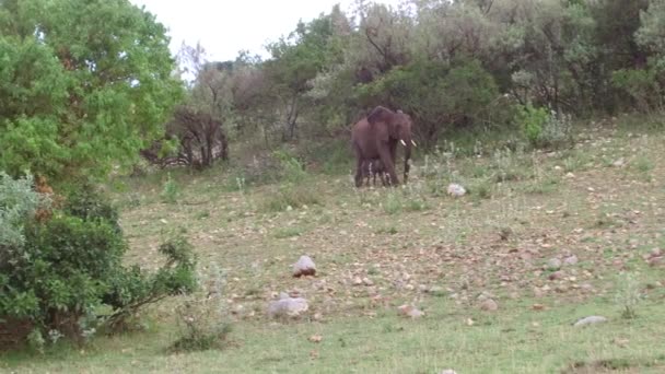 Elefante con bebé o ternera en sabana en África — Vídeos de Stock