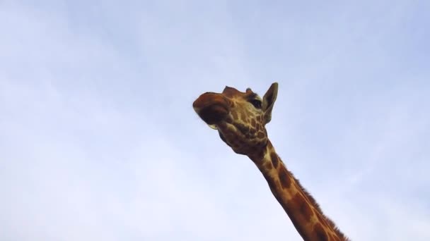 Girafa em África — Vídeo de Stock