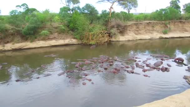 Manada de hipopótamos en el río mara en África — Vídeos de Stock