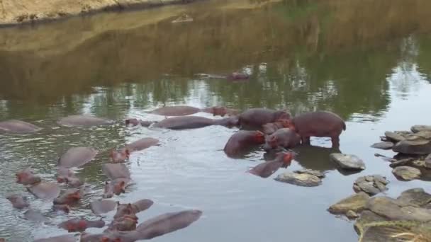 Kudde van nijlpaarden in mara rivier in Afrika — Stockvideo