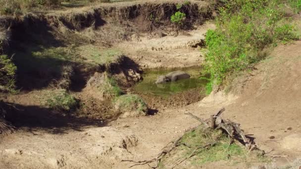 Flodhäst i dammen vatten i Afrika — Stockvideo