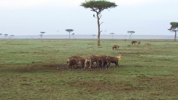 Clan of hyenas eating carrion in savanna at africa — Stock Video