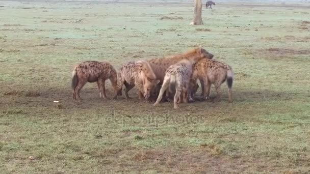 Клан гиен, поедающих падалью в саванне в Африке — стоковое видео
