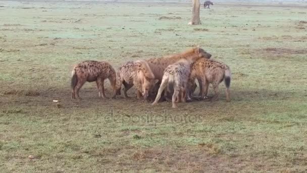 アフリカのサバンナに腐肉を食べるハイエナの一族 — ストック動画