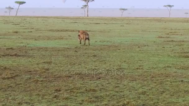 Hiena llevando carroña en sabana en África — Vídeos de Stock