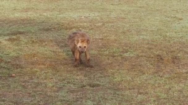 Cucciolo di iena in savana in Africa — Video Stock