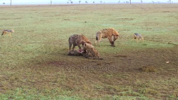 Hyenas eating carrion and jackals at africa — Stock Video