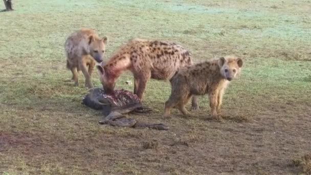 Clan van de hyena's eten aas in de savanne in Afrika — Stockvideo