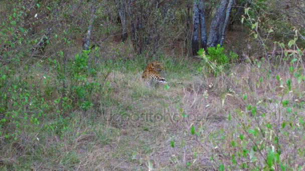 Leopard lying under tree in savanna at africa — Stock Video