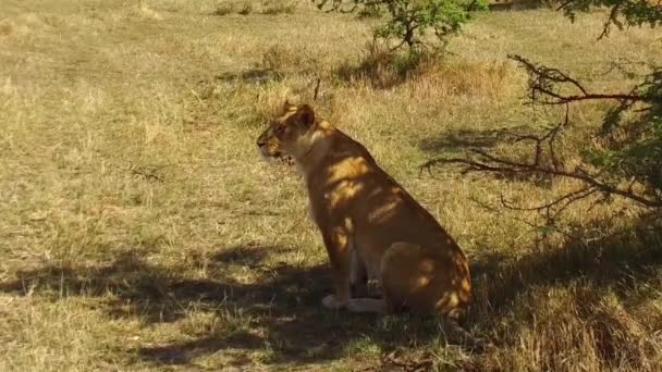 Leoa caçando em savana na áfrica — Vídeo de Stock