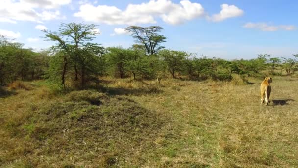 Leoa caçando em savana na áfrica — Vídeo de Stock