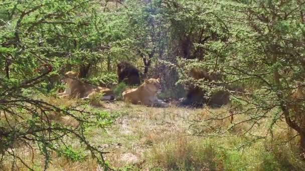 Stolthet lejon vilar i savannen i Afrika — Stockvideo