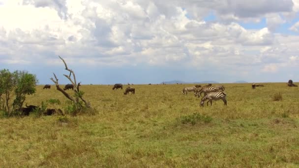 Ομάδα φυτοφάγα ζώα στη σαβάνα στην Αφρική — Αρχείο Βίντεο