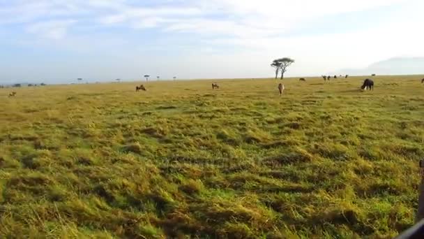 アフリカのサバンナの草食動物のグループ — ストック動画