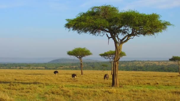 Avestruces y acacias en la sabana de África — Vídeo de stock