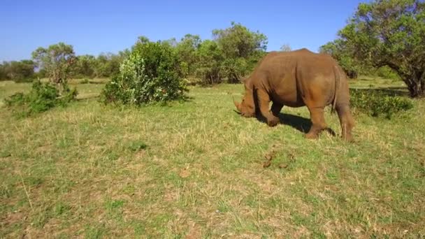 Rhino staren in de savanne in Afrika — Stockvideo