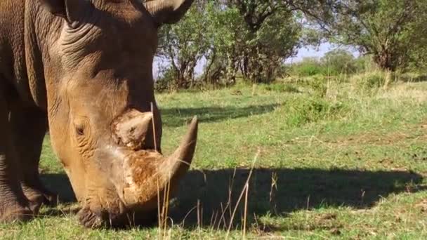 Rhino gazing in savanna at africa — Stock Video