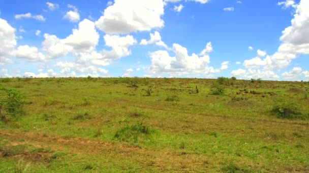 Group of herbivore animals in savanna at africa — Stock Video