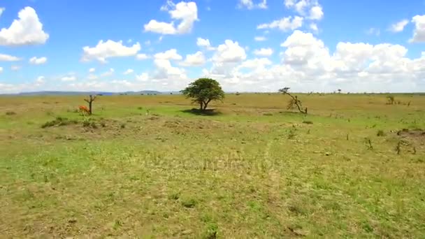 Herbivore animals grazing in savanna at africa — Stock Video