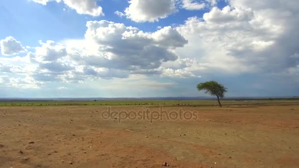 Flock of sheep gazing in savanna at africa — Stock Video