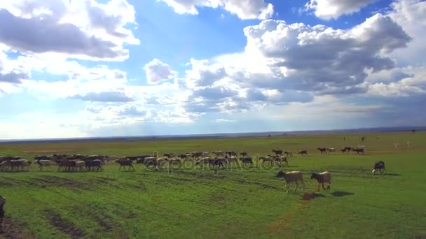 Стадо овец, смотрящих в саванне на Африку — стоковое видео