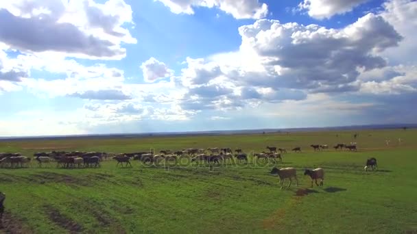 Rebanho de ovelhas contemplando em savana na áfrica — Vídeo de Stock